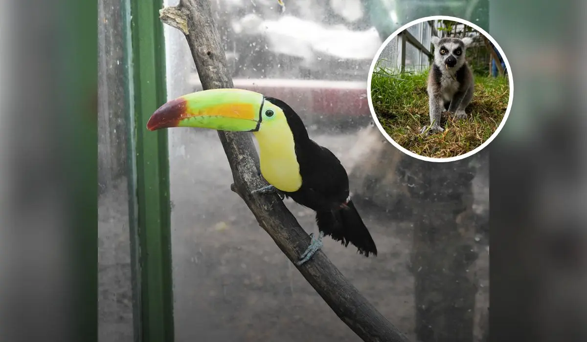 Tirolesa, contacto con animales en el parque más grande de Ciudad de México Foto: Rancho Mágico Pagina oficcial