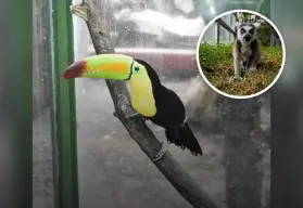 Rancho Mágico; el parque temático con animales y atracciones para toda la familia en CDMX