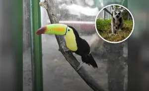Rancho Mágico; el parque temático con animales y atracciones para toda la familia en CDMX