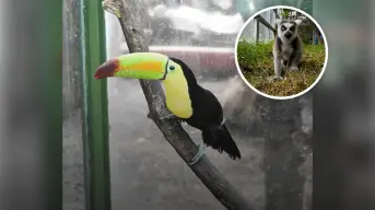 Rancho Mágico; el parque temático con animales y atracciones para toda la familia en CDMX