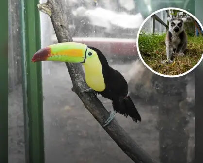Rancho Mágico; el parque temático con animales y atracciones para toda la familia en CDMX