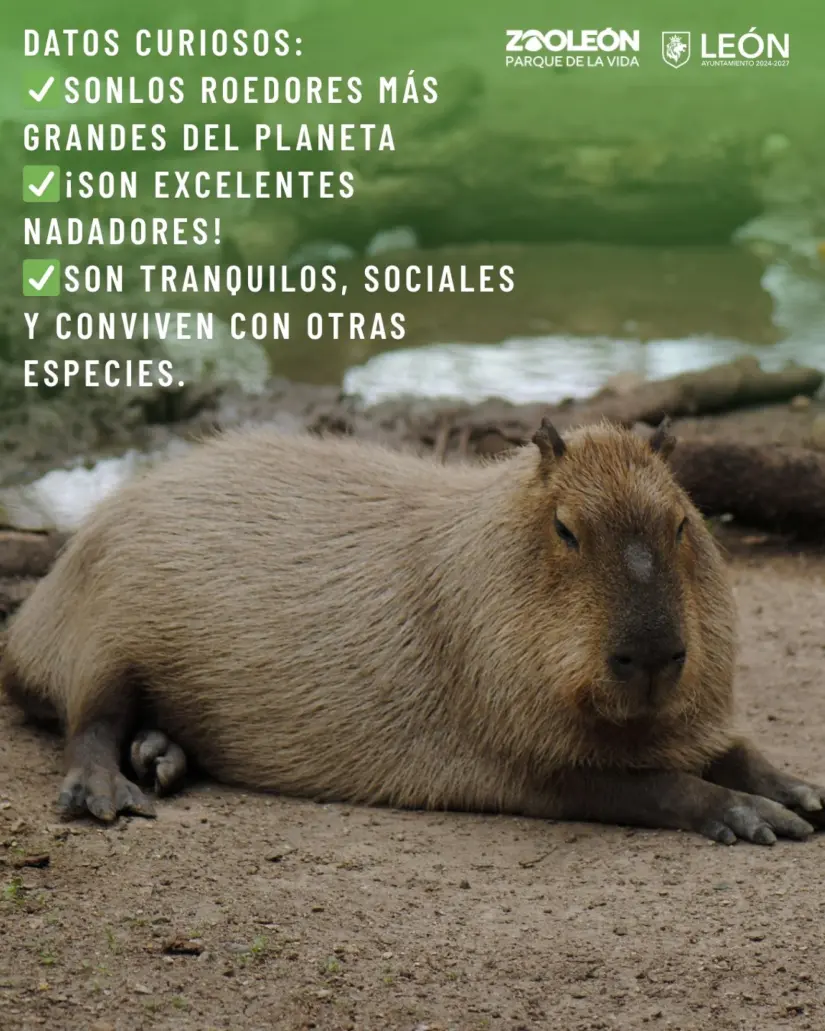 En el ZooLeón hay capibaras En el ZooLeón hay capibaras. Foto: Cortesía