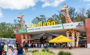 En el Zoológico de León, podrás ver roedor más grande del mundo, el capibara