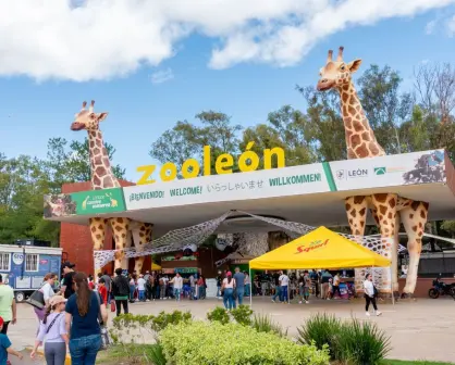 En el Zoológico de León, podrás ver roedor más grande del mundo, el capibara