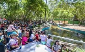 Culiacán celebra en familia la llegada de dos hipopótamos al zoológico