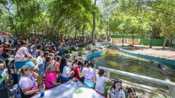 Culiacán celebra en familia la llegada de dos hipopótamos al zoológico