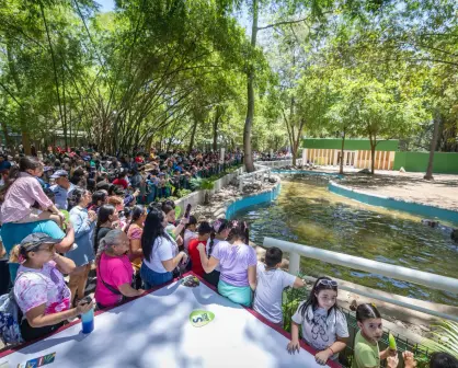 Culiacán celebra en familia la llegada de dos hipopótamos al zoológico