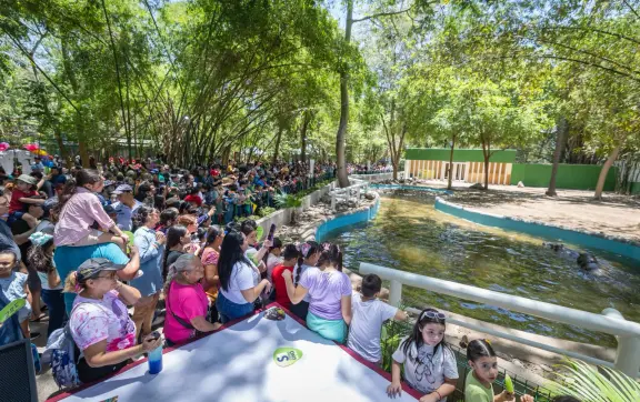 Culiacán celebra en familia la llegada de dos hipopótamos al zoológico