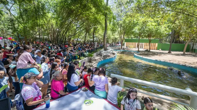 Zoológico de Culiacán se llena de vida con nuevos hipopótamos y actividades gratuitas. Foto: Ayuntamiento de Culiacán