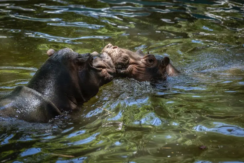 Zoológico de Culiacán vive jornada de alegría con nueva pareja de hipopótamos. Fiesta familiar en Culiacán: presentan a los nuevos hipopótamos del zoológico.