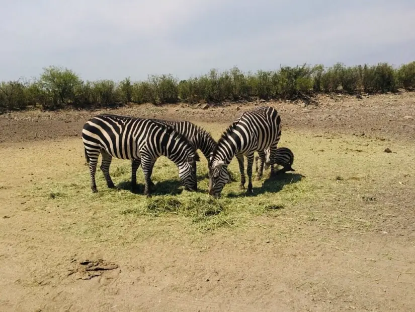 Zoológico de León. Foto: Cortesía Zoológico de León. Foto: Cortesía