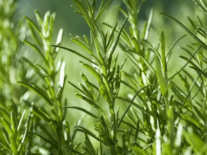 Con estas plantas podrás alejar a cualquier insecto de tus hogares. Foto: Cortesía.