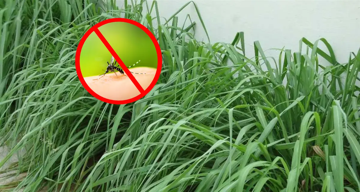 Utiliza estas plantas para ahuyentar a los mosquitos en Yucatán. Foto: Cortesía.