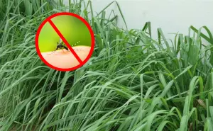 Estas son las mejores plantas yucatecas para ahuyentar mosquitos
