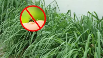 Estas son las mejores plantas yucatecas para ahuyentar mosquitos