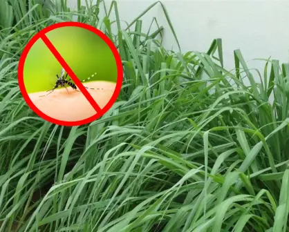 Estas son las mejores plantas yucatecas para ahuyentar mosquitos