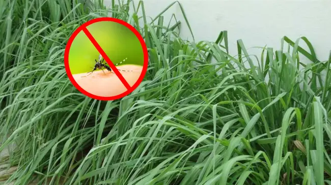 Utiliza estas plantas para ahuyentar a los mosquitos en Yucatán. Foto: Cortesía.