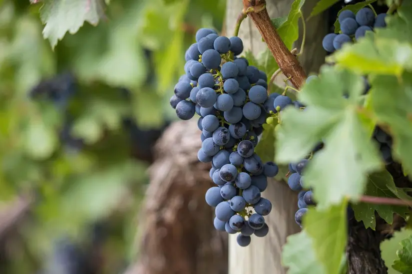 La Ruta del Vino es un recorrido turísticos en donde puedes conocer más acerca de la producción del vino. Foto: Pixabay. La Ruta del Vino es un recorrido turísticos en donde puedes conocer más acerca de la producción del vino. Foto: Pixabay.
