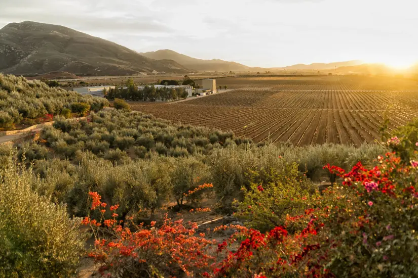 Conoce la Ruta del Vino en Baja California. Foto: Expedia. Conoce la Ruta del Vino en Baja California. Foto: Expedia.