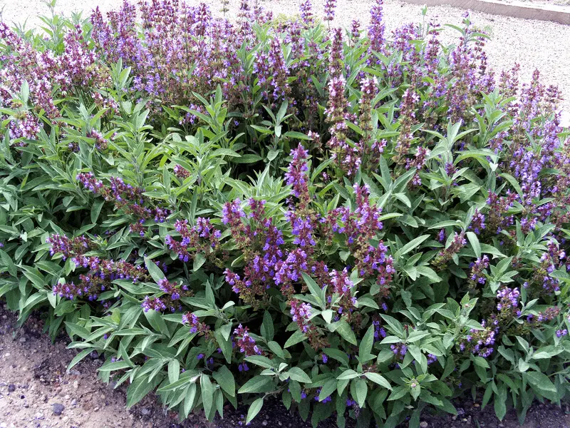 Planta de Salvia perfecta para alejar mosquitos de tu hogar. Foto: Cortesía. 