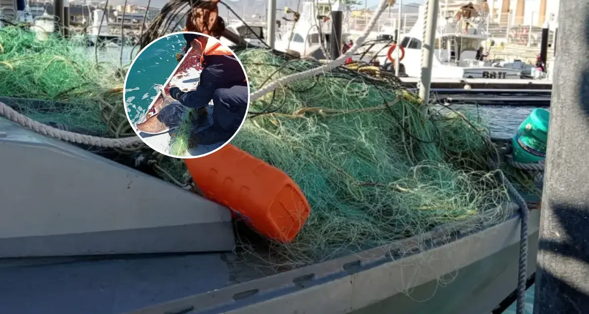 Liberan a más de 110 de especies marinas en aguas de Baja California Sur. Foto: Cortesía.