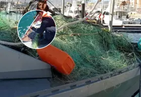 En Baja California Sur autoridades liberan a más de 100 especies por pesca ilegal