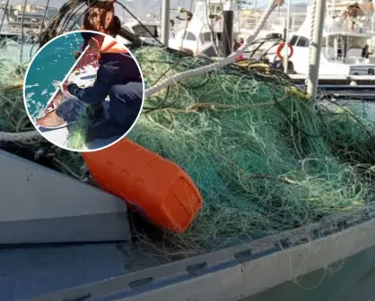 En Baja California Sur autoridades liberan a más de 100 especies por pesca ilegal