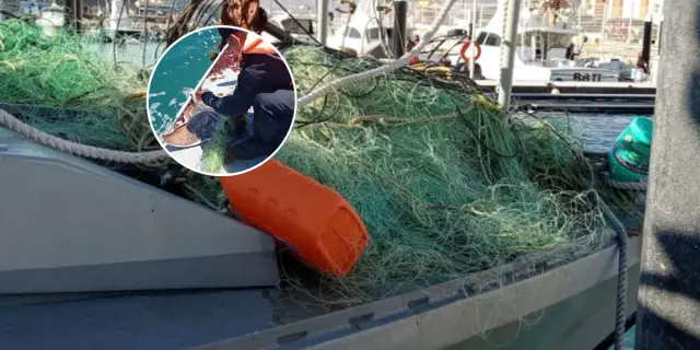 En Baja California Sur autoridades liberan a más de 100 especies por pesca ilegal