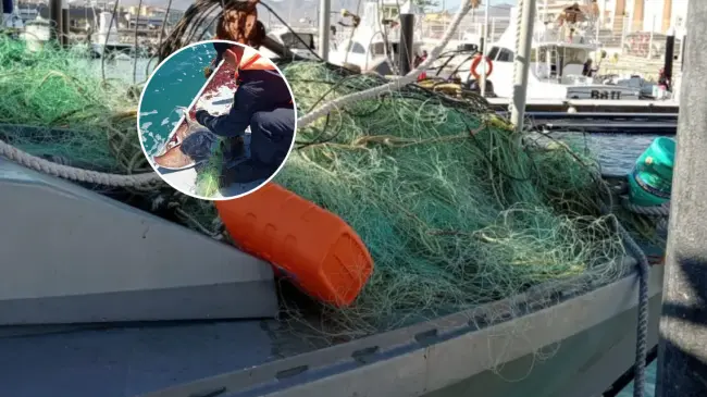 Liberan a más de 110 de especies marinas en aguas de Baja California Sur. Foto: Cortesía.