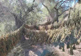 La Armada de México erradica cinco plantíos de marihuana en Ensenada, Baja California