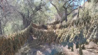 La Armada de México erradica cinco plantíos de marihuana en Ensenada, Baja California