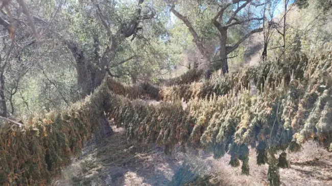 Operativo en el Valle de Guadalupe desmantela más de 93 mil plantas.