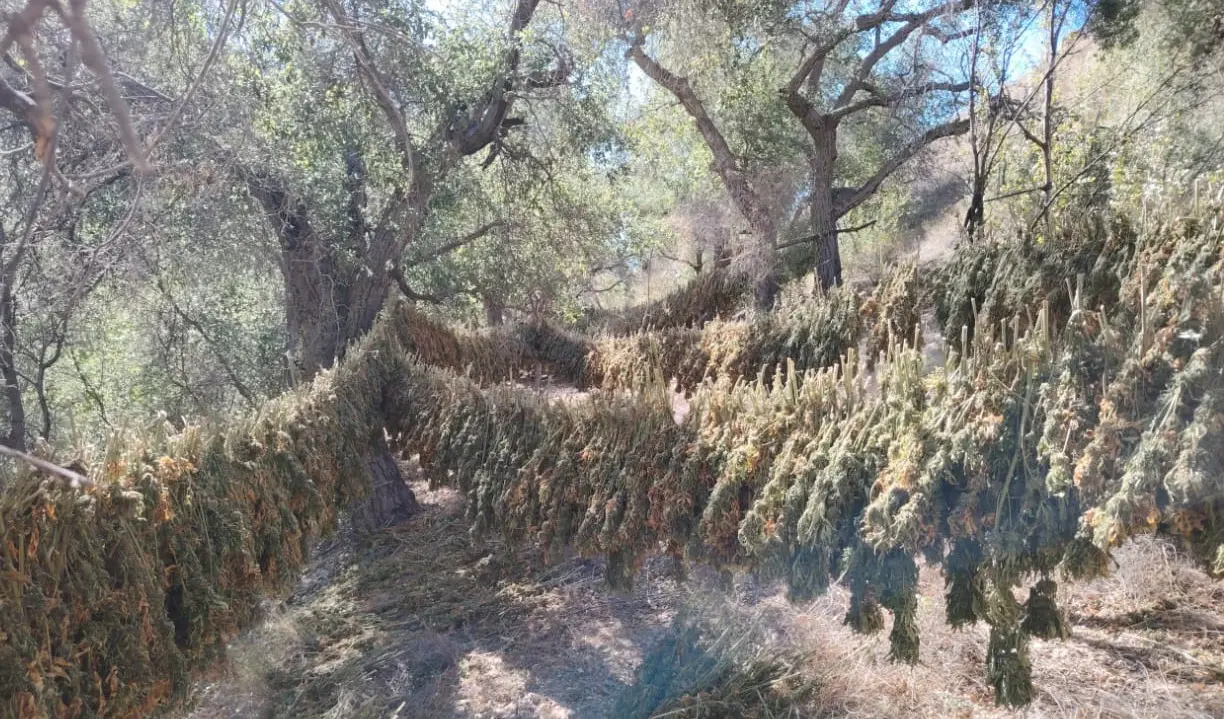 La Armada de México erradica cinco plantíos de marihuana en Ensenada, Baja California