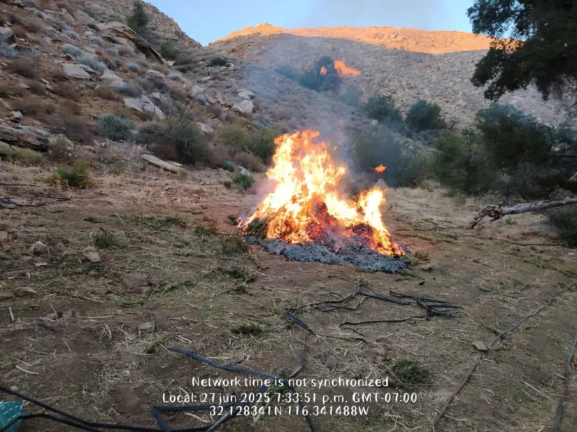 Droga decomisada y destruída Droga decomisada y destruída