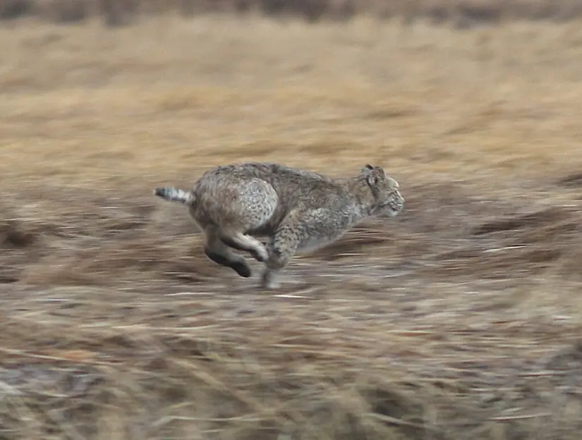 imagen recuadro El gato montés son de un tamaño mediano y miden alrededor de un metros y sus marcas se pueden encontrar en una distancia entre 20 a 50 cm Foto: iNaturalistMX