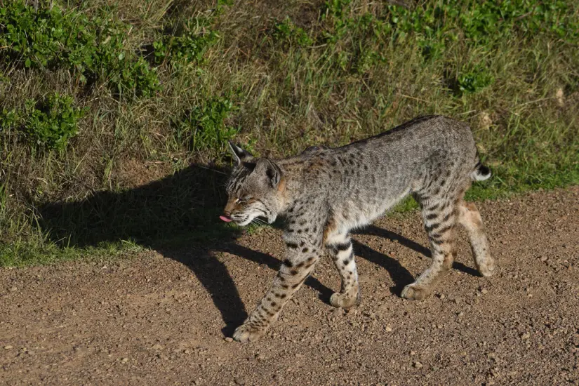imagen recuadro Gato montés o Lynx Rufus un tipo de felino que habitúa en algunos puntos de América del Norte Foto: iNaturalistMX