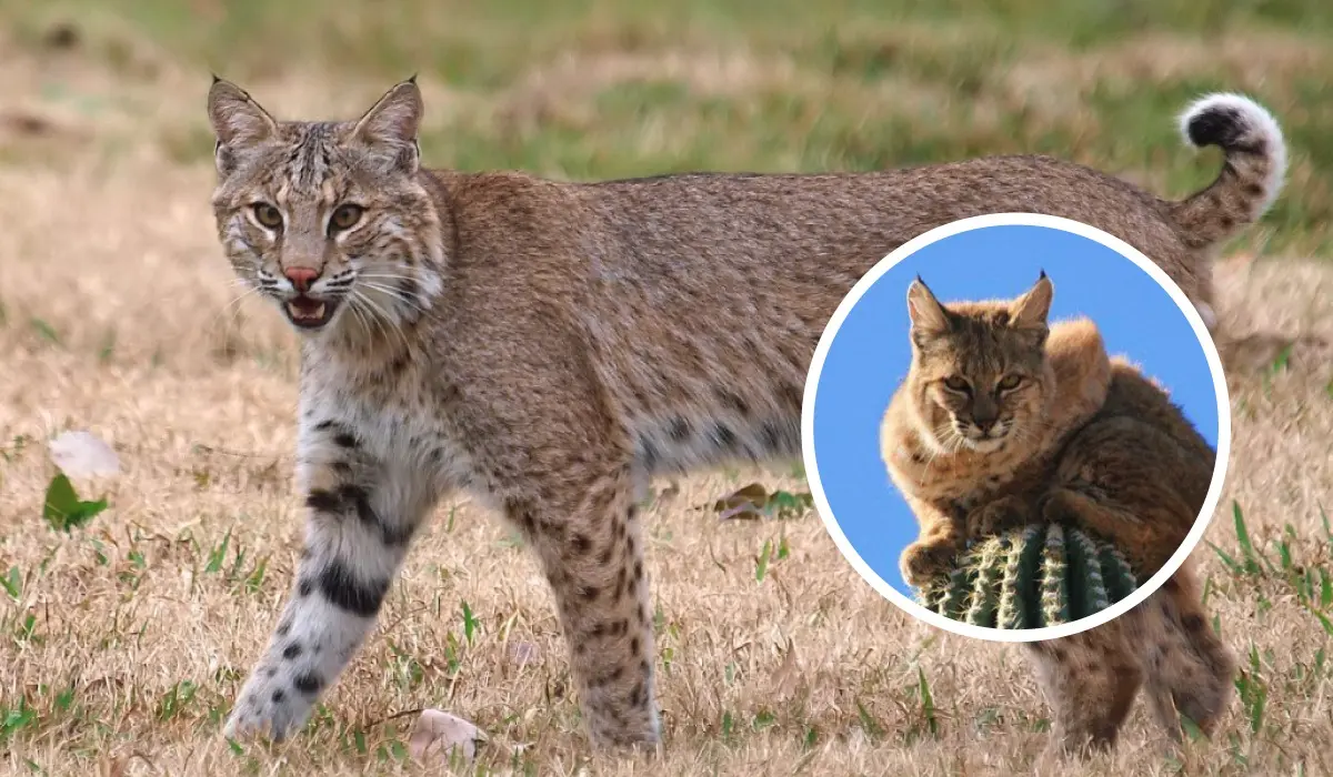 El gato montés una felino único que habitúa mucha presencia en la Sierra de la Laguna en Baja California Sur Foto: © Kala Murphy King / Subcalifornianos.com