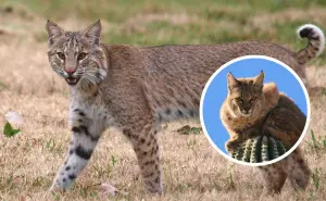 El gato montés de la Sierra de la Laguna: una especie única en Baja California Sur