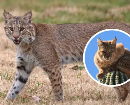 El gato montés de la Sierra de la Laguna: una especie única en Baja California Sur