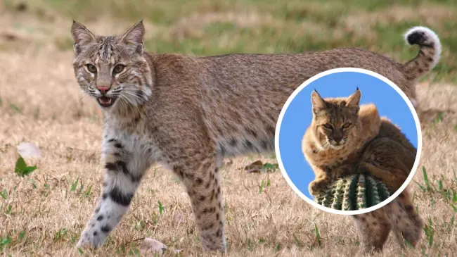 El gato montés una felino único que habitúa mucha presencia en la Sierra de la Laguna en Baja California Sur Foto: © Kala Murphy King / Subcalifornianos.com