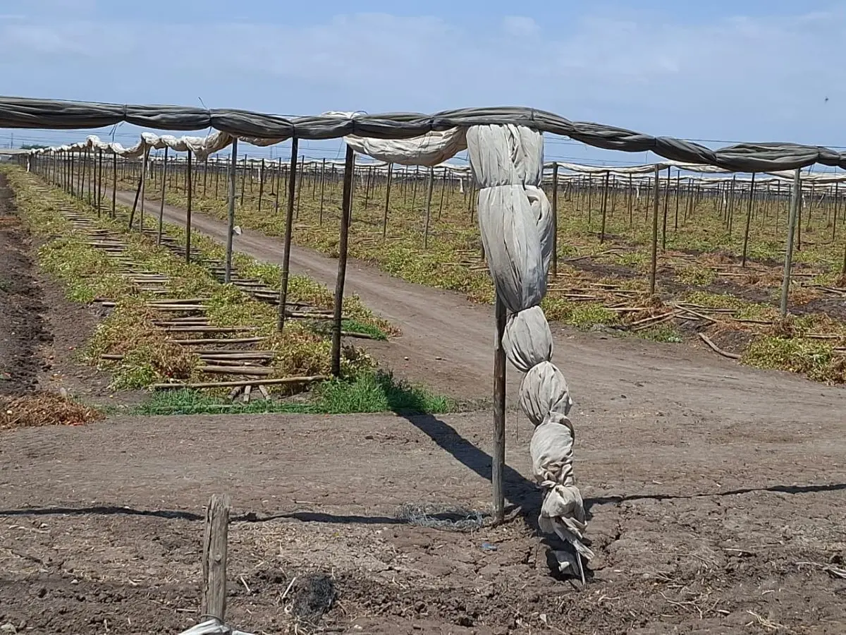 La ventana fitosanitaria de Sinaloa sirve para destruir los cultivos hortícolas y eliminar socas