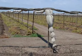 Tiempo de pausa en el campo: la Ventana Fitosanitaria y su impacto en Villa Juárez, Navolato