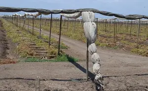 Tiempo de pausa en el campo: la Ventana Fitosanitaria y su impacto en Villa Juárez, Navolato