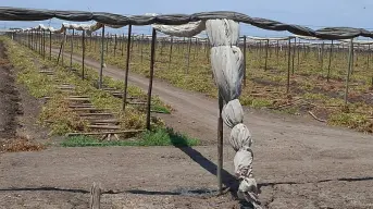 Tiempo de pausa en el campo: la Ventana Fitosanitaria y su impacto en Villa Juárez, Navolato