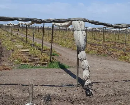 Tiempo de pausa en el campo: la Ventana Fitosanitaria y su impacto en Villa Juárez, Navolato
