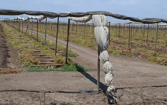 Tiempo de pausa en el campo: la Ventana Fitosanitaria y su impacto en Villa Juárez, Navolato