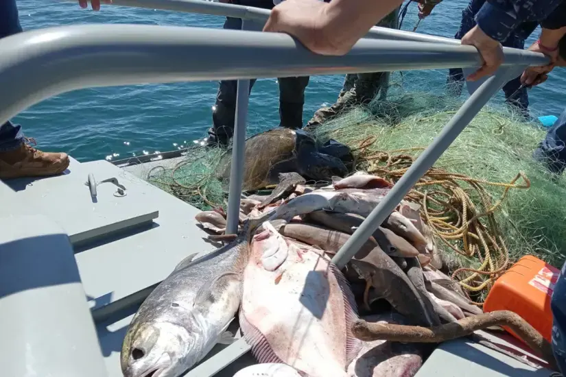 Fueron más de 100 ejemplares de distantas especies marinas en pescadas en redes ilegales en Baja California Sur. Foto: Cortesía.