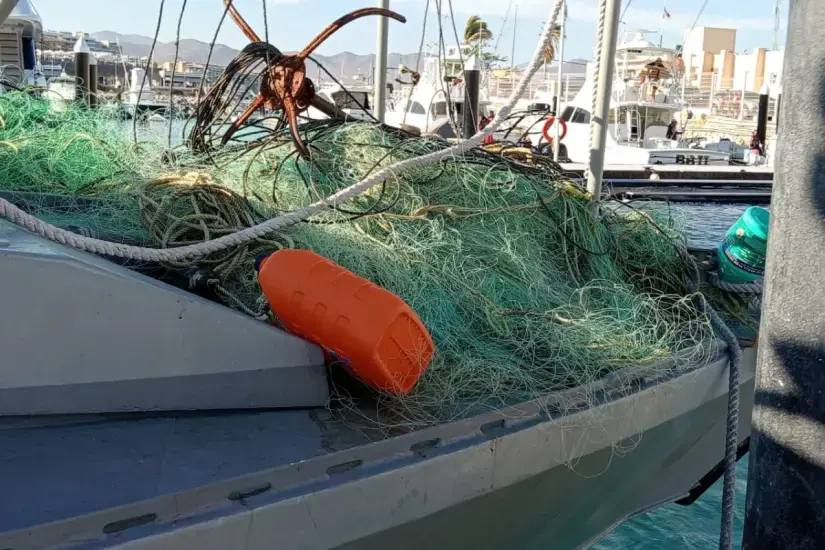 De acuerdo con la normativa de pesca, durante la veda temporal queda prohibido pescar alguna de estas dos especies marinas. Foto: Cortesía.