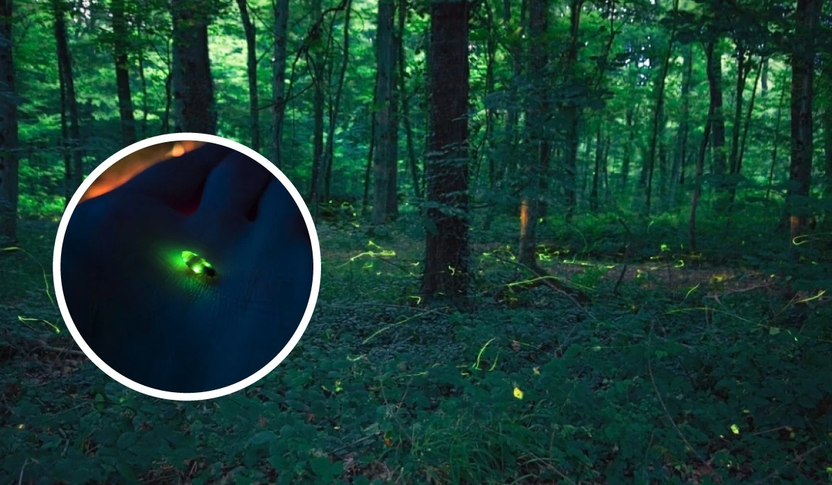 Cualidades de las luciérnagas de porque iluminan por las noches en Hidalgo en este temporada en 2025 Foto: iNaturalistMX