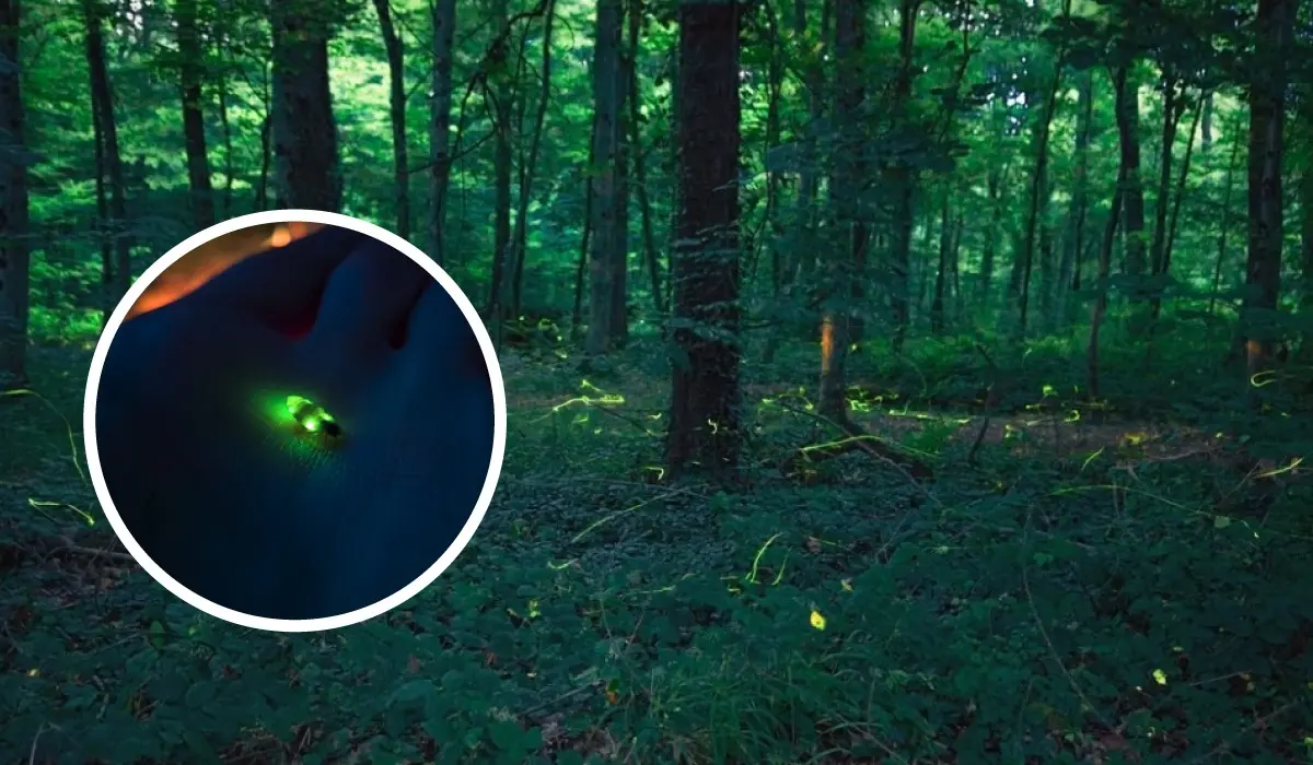 Cualidades de las luciérnagas de porque iluminan por las noches en Hidalgo en este temporada en 2025 Foto: iNaturalistMX